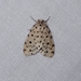 Siccia punctigera - Photo (c) blackdogto, some rights reserved (CC BY-NC), uploaded by blackdogto