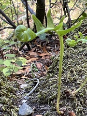 Polypodium californicum