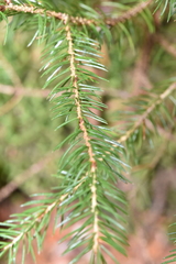 Picea rubens