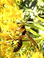 Polistes fuscatus