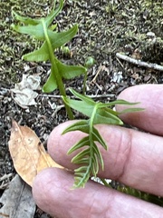Polypodium californicum