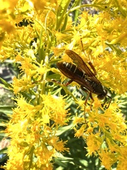 Polistes fuscatus