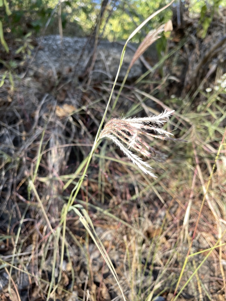 King Ranch bluestem from Indian Creek Recreation Center, Overland Park