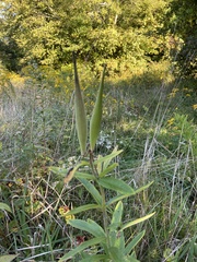Asclepias tuberosa