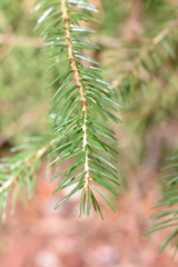 Picea rubens