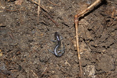 Ambystoma laterale
