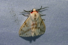 Lemyra