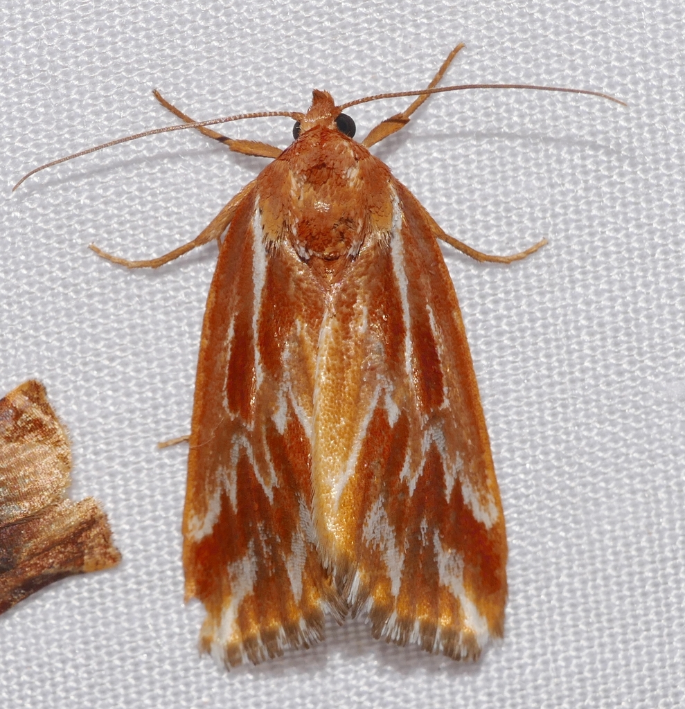 Narangodes confluens