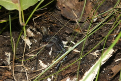 Ambystoma laterale