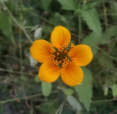 Sclerocarpus uniserialis