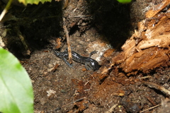 Ambystoma laterale
