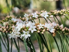 Myoporum floribundum