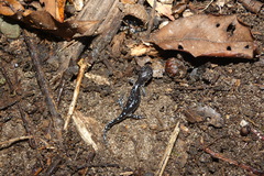 Ambystoma laterale