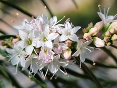 Myoporum floribundum
