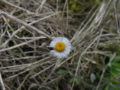 Erigeron leptorhizon