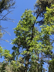 Quercus gambelii