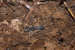 Ambystoma laterale
