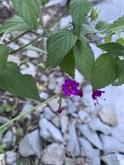 Cyphomeris gypsophiloides