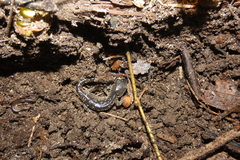 Ambystoma laterale