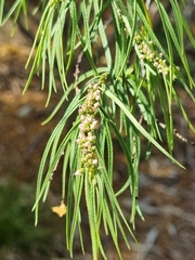 Myoporum floribundum