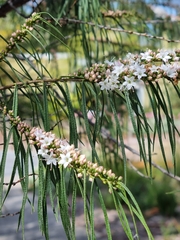 Myoporum floribundum