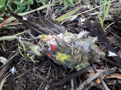 Polytelis anthopeplus