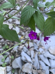 Cyphomeris gypsophiloides