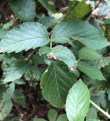 Neolasioptera farinosa