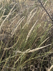 Digitaria californica