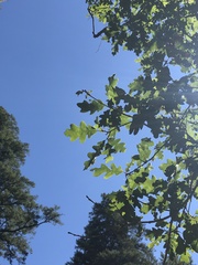 Quercus gambelii