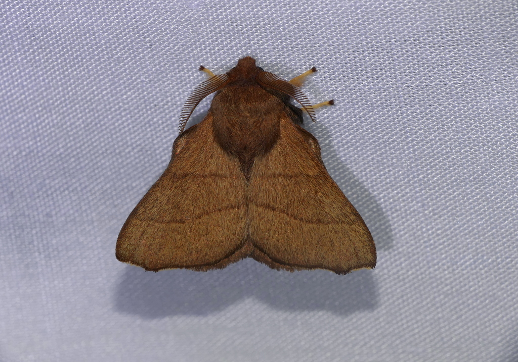 Malacosoma dentatum