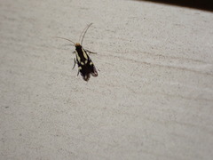 Isocorypha mediostriatella