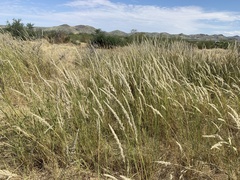 Digitaria californica