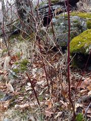 Rubus canadensis