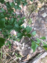Dodonaea triangularis
