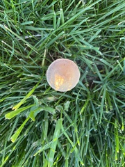 Panaeolus cinctulus