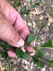Dodonaea triangularis