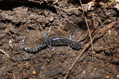 Ambystoma laterale
