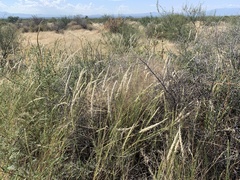 Digitaria californica