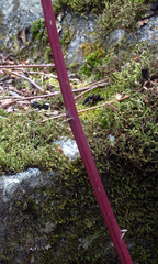 Rubus canadensis