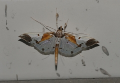 Polythlipta liquidalis