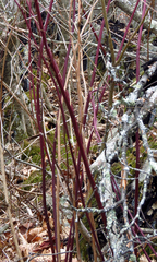 Rubus canadensis