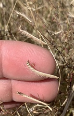 Bouteloua barbata barbata