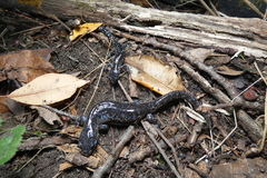 Ambystoma laterale