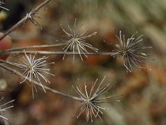 Angelica triquinata