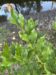 Photinia serratifolia