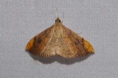 Hyalobathra coenostolalis
