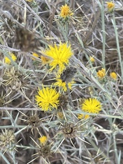 Centaurea solstitialis