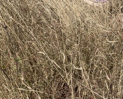 Bouteloua barbata barbata