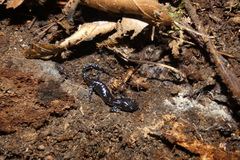 Ambystoma laterale